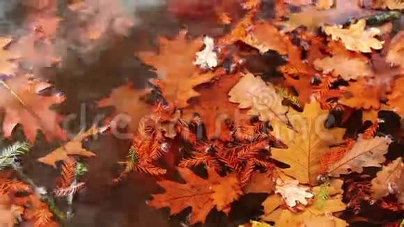 叶子在水上视频的预览图