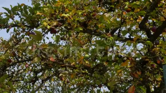 果树上长满了成熟的苹果视频的预览图