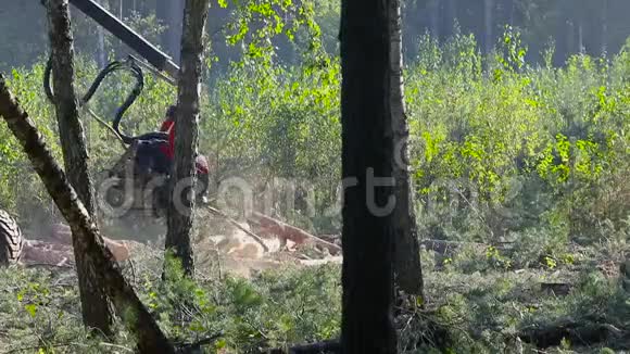 木工爪伐木毁林视频的预览图