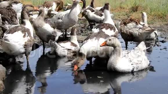 鹅从水坑里喝水视频的预览图