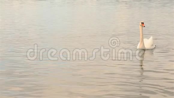 美丽的白天鹅漂浮在湖中户外公园HD1920x1080视频的预览图
