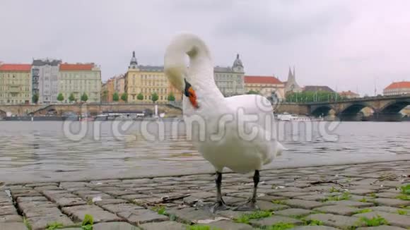 有趣的天鹅正在清理羽毛秋天站在城市的石堤上布拉格全景视频的预览图