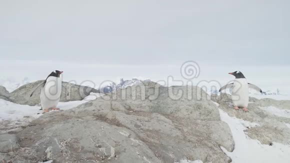 登图企鹅夫妇站着雪岩特写镜头视频的预览图