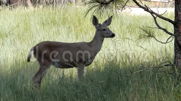 骡子鹿在约塞米蒂的草地上觅食视频的预览图