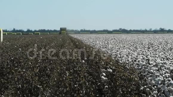 有收获和未投资植物的棉花农场视频的预览图
