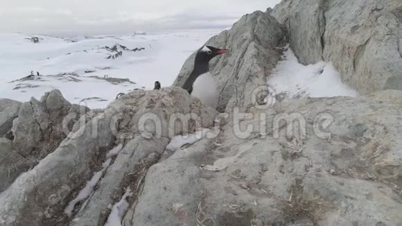 登顶企鹅攀登冰冻岩石特写镜头视频的预览图
