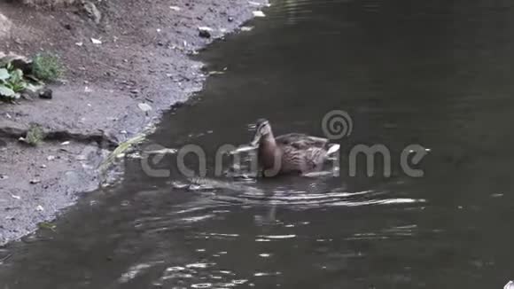 孤独的鸭子站在冰冷的泉水中靠近河岸动物的生命录像河中的褐鸭视频的预览图
