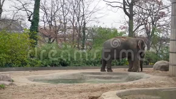 柏林动物园里的大灰象视频的预览图