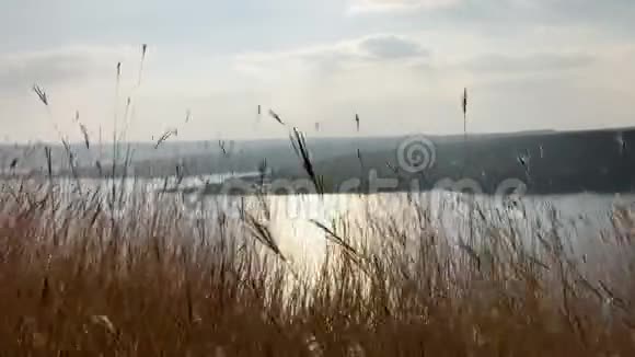 美丽的风景草在风中摇曳大河背景下美丽的野草视频的预览图