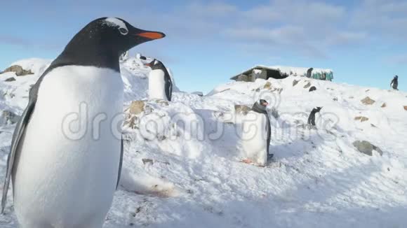 珍图企鹅南极鸟特写肖像视频的预览图