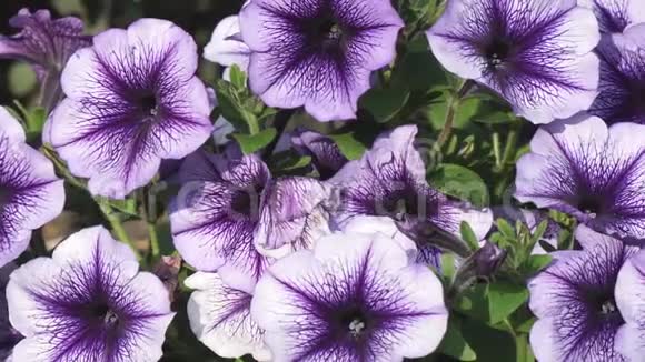 花园里的紫色矮牵牛花视频的预览图