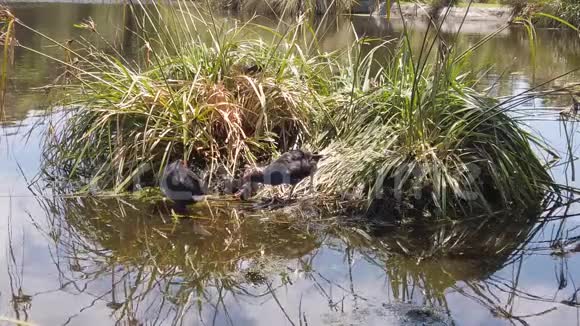 新西兰沼泽鸡黑斑紫菜筑巢慢动作视频的预览图
