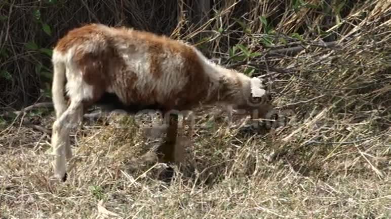 一只小羊羔在北方干旱季节吃草视频的预览图