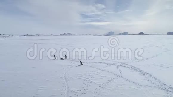 登图企鹅运行南极冰冻海洋空中视频的预览图