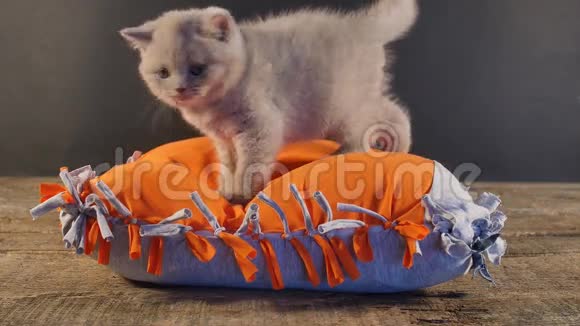 小猫坐在DIY枕头上视频的预览图