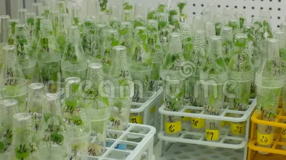 科学家药用辣椒和红椒瓶管试验生长室视频的预览图