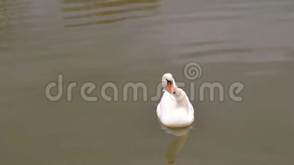 生病的白天鹅带着一个弯曲的脖子在湖里游着脏水视频的预览图