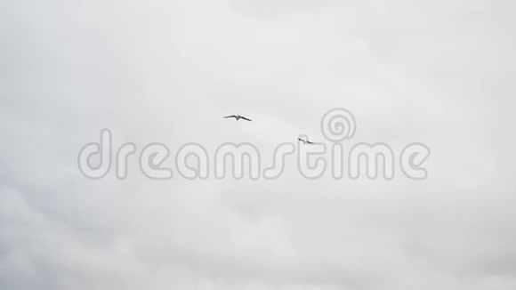 飞翔的海鸥鸟在蓝灰色的天空和云前库存美丽的海鸥在厚重的灰色云层中翱翔视频的预览图