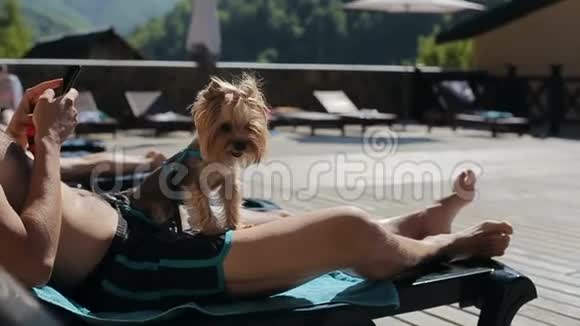 有趣的狗在游泳池旁放松视频的预览图