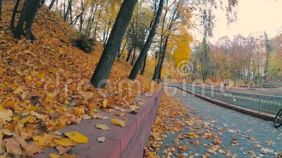 戈梅尔贝拉鲁斯10月21日2018年秋天公园的黄色树叶视频的预览图