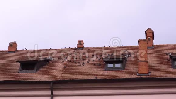 一群野鸽子坐在瓷砖屋顶上视频的预览图