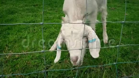 小山羊靠围栏放牧视频的预览图