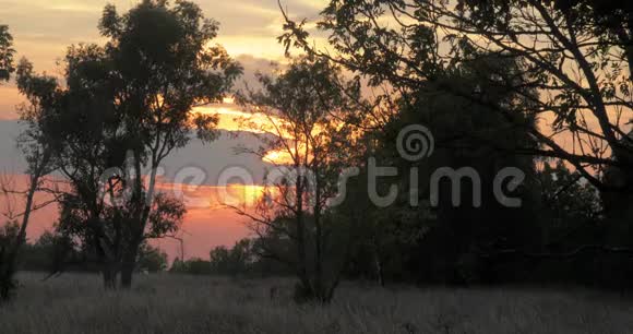 日落时分在一片有树木的田野上视频的预览图