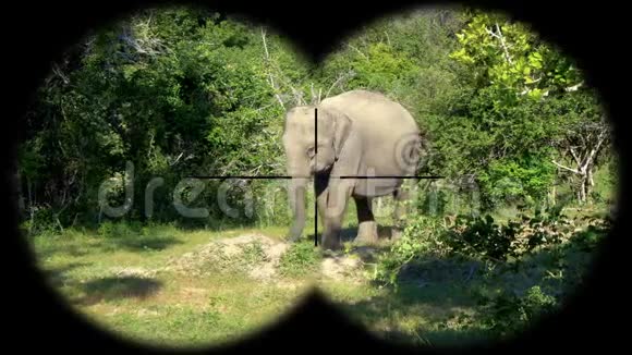 亚洲大象ElephasMaximus通过双目看到观看野生动物野生动物园视频的预览图