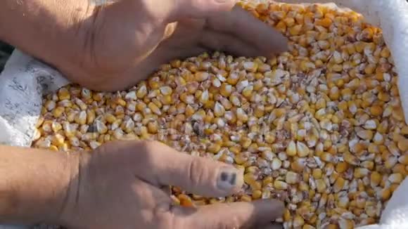 农夫手摸着玉米收获一袋黄色玉米粒近距离观察收获的玉米视频的预览图