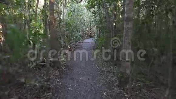 在澳大利亚的森林里奔跑在镜头中稳定了杜莉视频的预览图