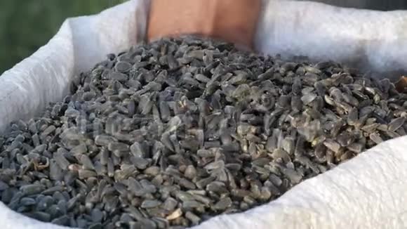 男人农民的手伸进一种葵花籽里收获葵花籽大型葵花籽视频的预览图
