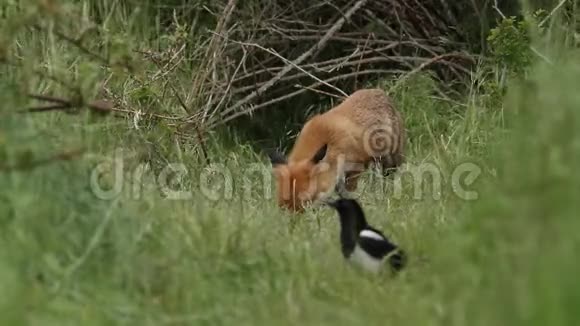 一只维森红狐狸和她可爱的幼崽外阴正在他们的巢穴入口喂食视频的预览图