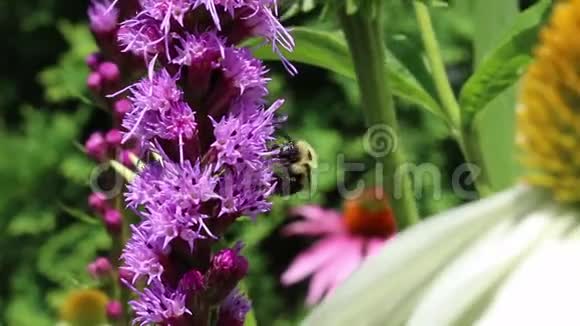 一只大黄蜂在紫色的花朵周围飞行视频的预览图