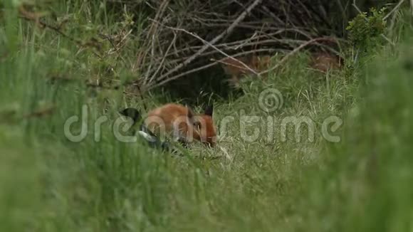 可爱的野生红狐狸幼崽外阴外阴在他们的巢穴入口的长草中觅食视频的预览图