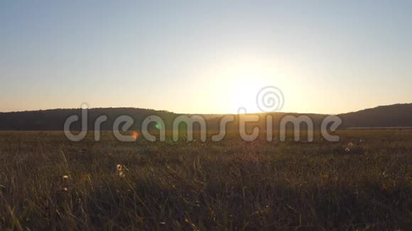 日落背景下绿草如茵的野生大田景温暖的夏日阳光照亮了田野的野生植被视频的预览图