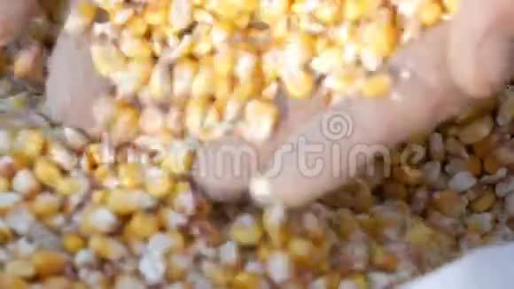 农夫手摸着玉米收获一袋黄色玉米粒近距离观察收获的玉米视频的预览图