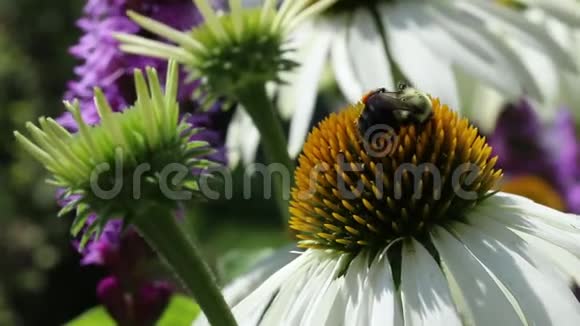 在一个多风的日子里一只大黄蜂在盛开的花朵上视频的预览图