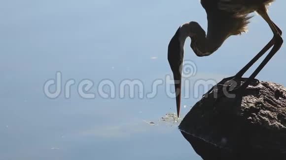 一只蓝鹭试图在水里抓一顿饭视频的预览图