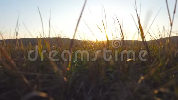 日落背景下绿草如茵的野生大田景温暖的夏日阳光照耀着野外植被视频的预览图