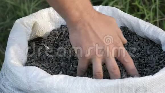 男人一个农民的手触摸一种葵花籽收获葵花籽大白葵种子视频的预览图