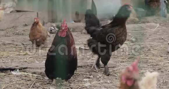 农场里的公鸡特写视频的预览图