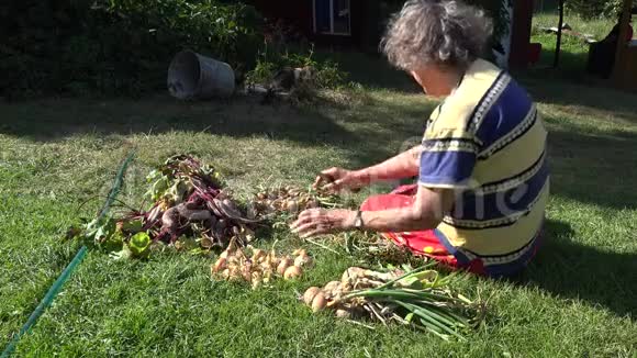 老农妇坐在草地上加工新鲜的洋葱头4K视频的预览图