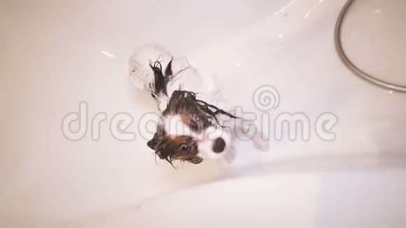 洗发水帕皮龙狗站在浴室的库存录像里视频的预览图
