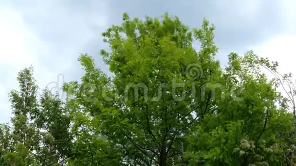 在蓝天背景下绿色的树在风中摆动视频的预览图