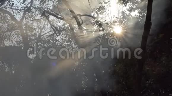 烟和阳光透过树叶照耀视频的预览图