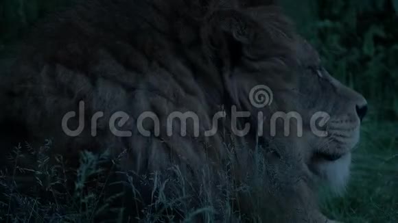 狮子在夜晚翻来覆去视频的预览图