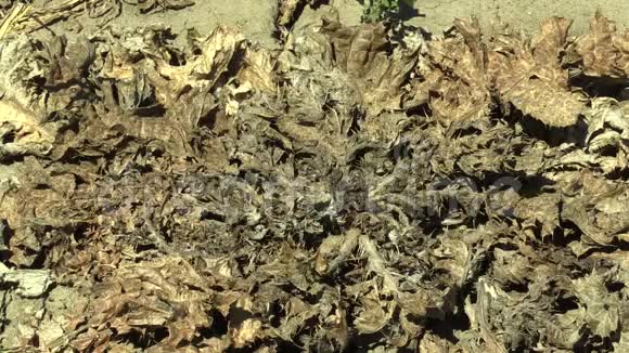 旱獭非常干旱旱田土地上有植物乳蓟水飞蓟旱獭干燥土壤开裂气候视频的预览图