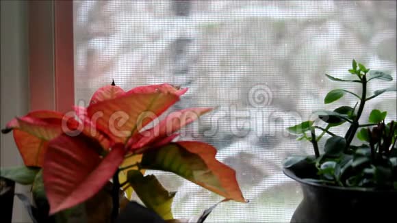 有植物和雪的窗纱视频的预览图