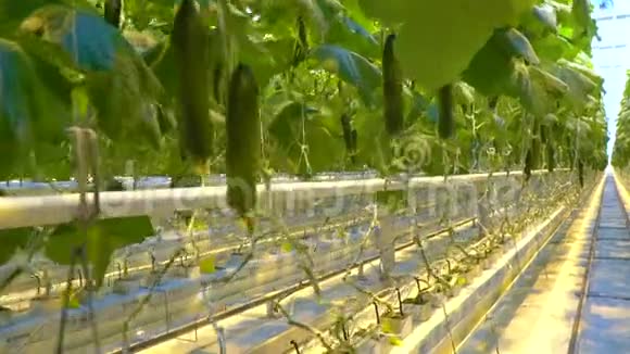 在温室里种植黄瓜的过道视频的预览图