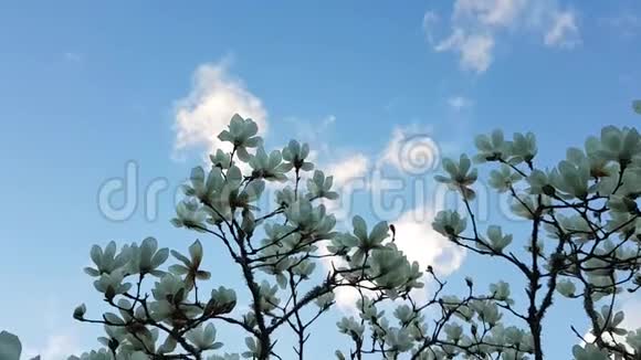 盛开的花朵盛开的树视频的预览图